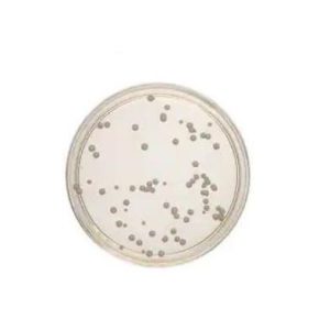 YGC-Selektivnährboden Hefeextrakt Glucose Chloramphenicol Agar